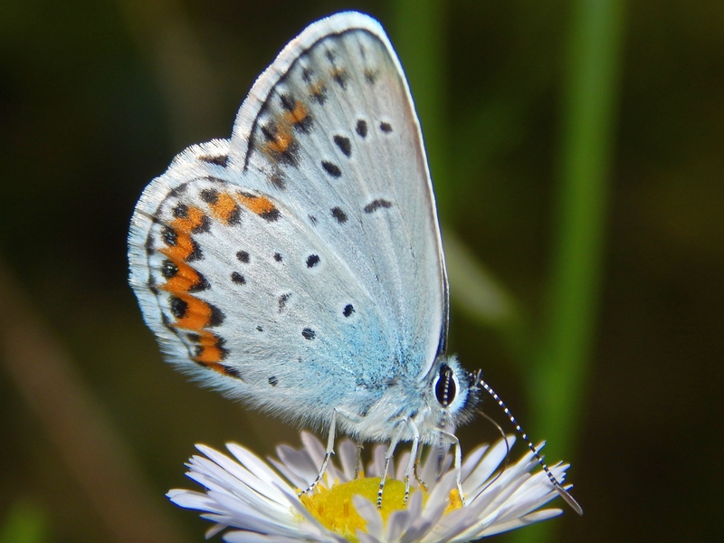 1 Plebejus da ID